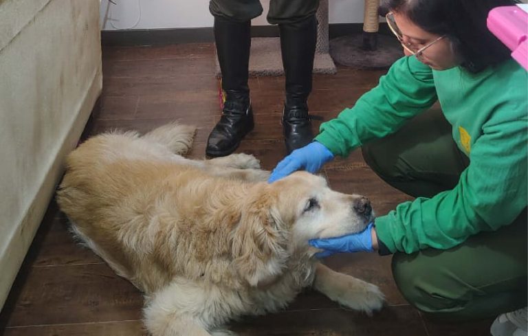 Rescatan a Samantha: El brutal caso de maltrato animal en Bogotá que indigna a Colombia