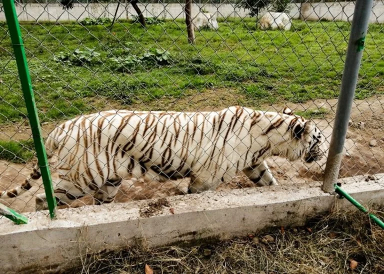 Tigre de Bengala se fuga en Puebla tras fuertes lluvias