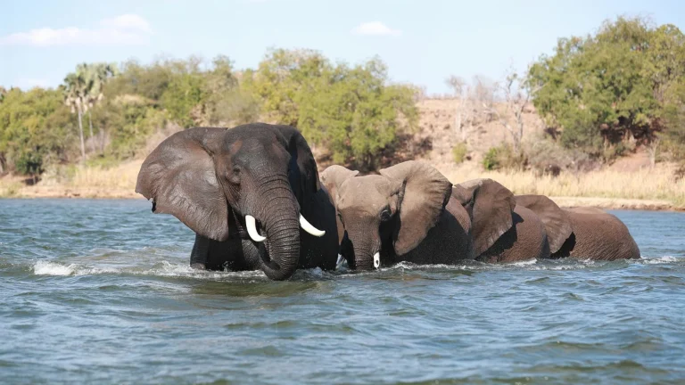 Tragedia en Malasia: Un hombre muere al ser embestido por elefantes salvajes