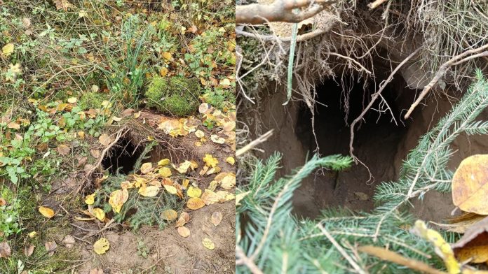 Túnel secreto descubierto en la frontera Polonia-Bielorrusia Túnel secreto descubierto en la frontera Polonia-Bielorrusia