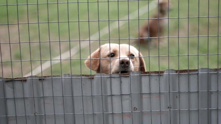 Violencia institucional en Cortázar: Capturan perritos callejeros con brutalidad