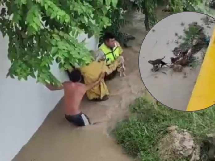 Rescate conmovedor: Abuelito y sus 13 perros salvados en Álamo Rescate conmovedor: Abuelito y sus 13 perros salvados en Álamo