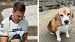 Aarón Ramsey ofrece recompensa por Halo, su perrita beagle perdida