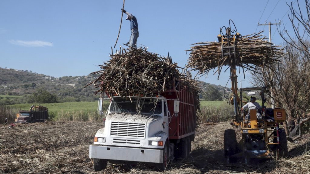 Aranceles de 210% al azúcar: la estrategia de México para proteger su industria