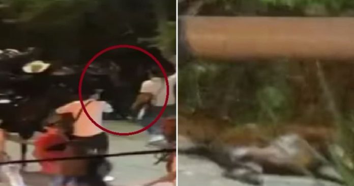 Caballo muere en cabalgata en Santander; denuncian maltrato Caballo muere en cabalgata en Santander; denuncian maltrato