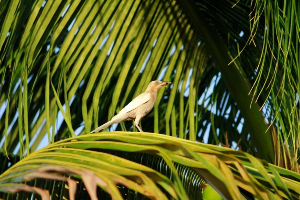 Caso inusual de pigmentación en Zanate Mayor alerta a especialistas en Cozumel