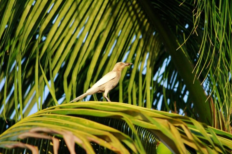 Caso inusual de pigmentación en Zanate Mayor alerta a especialistas en Cozumel