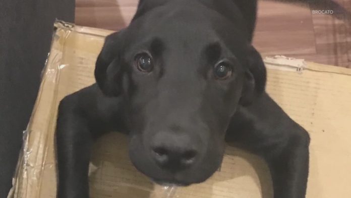 Crueldad animal en Seattle: la brutal golpiza que mató a Mitch, el labrador