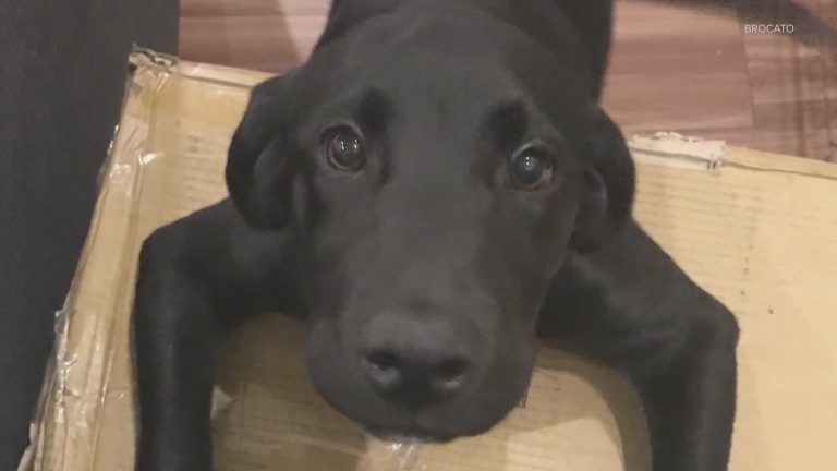 Crueldad animal en Seattle: la brutal golpiza que mató a Mitch, el labrador