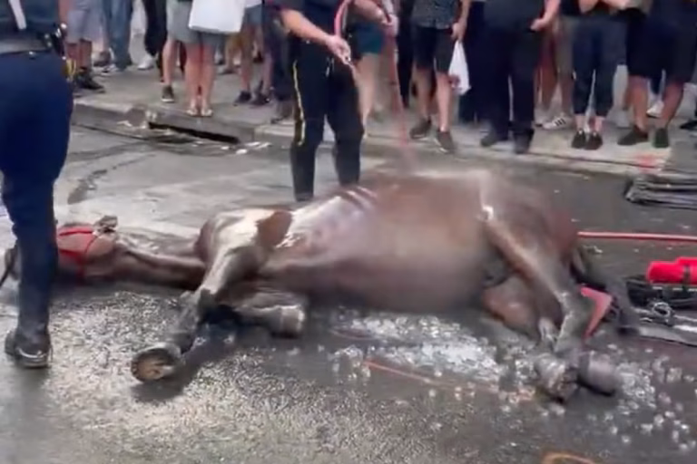 El colapso de Ryder: La agonía que reavivó el debate sobre el maltrato animal en central park