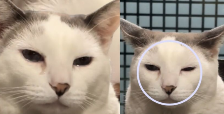 El dolor de Chito: la reacción de un gatito al ser regañado que conmociona a TikTok