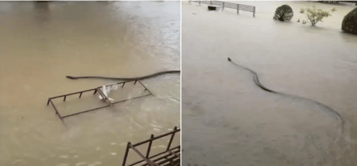 El gigantesco reptil que navegó las calles inundadas de Tailandia El gigantesco reptil que navegó las calles inundadas de Tailandia