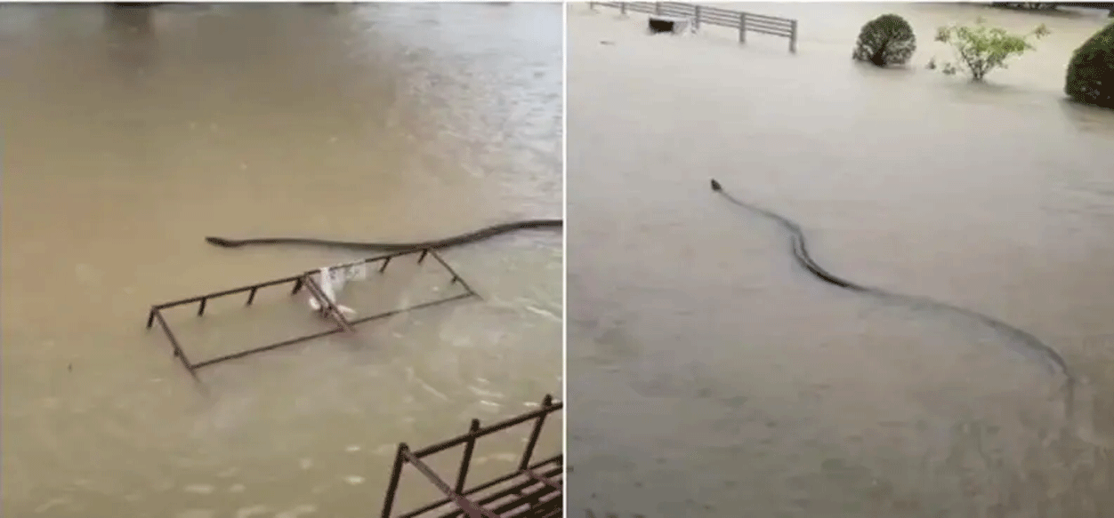 El gigantesco reptil que navegó las calles inundadas de Tailandia