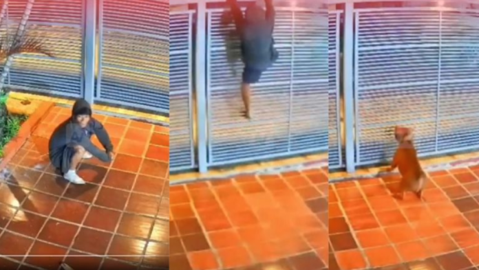 El guardián de cuatro patas: un pitbull frustra un robo en Ciudad del Este
