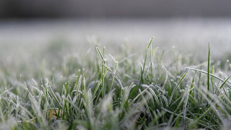 El impacto del frente frío 16: alertan por heladas de hasta -10 grados en México