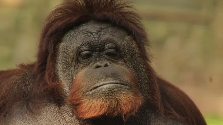 El legado de Katy: la orangután del Zoológico de León que desafió el tiempo