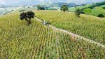 El maíz es la raíz: Los detalles del programa que blindará la agricultura nativa en México