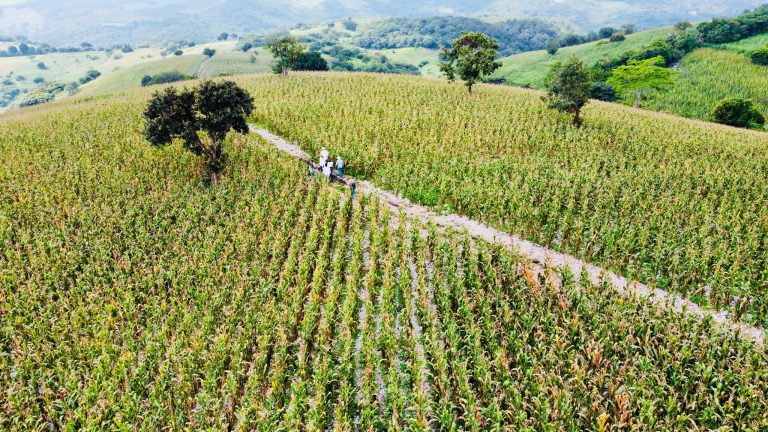 El maíz es la raíz: Los detalles del programa que blindará la agricultura nativa en México