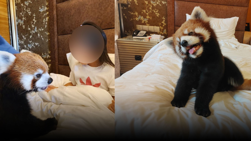 El negocio cruel: Hotelería de lujo explota fauna silvestre en China