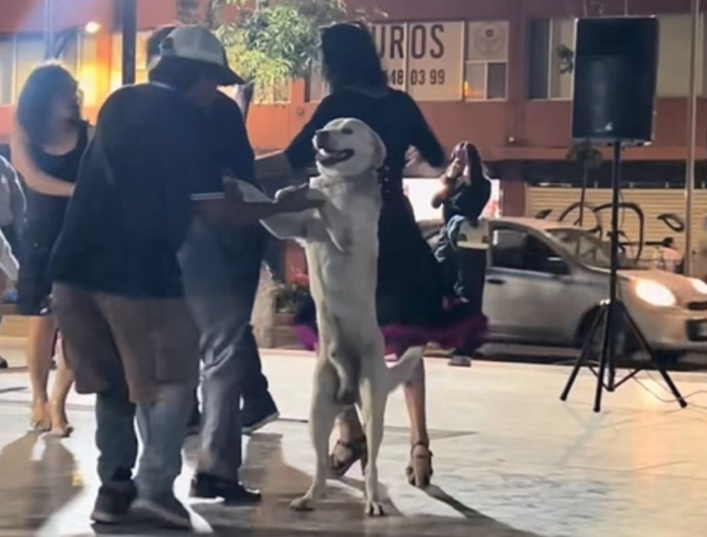 El perrito bailarín de sonidero y la lección viral que México da a la IA