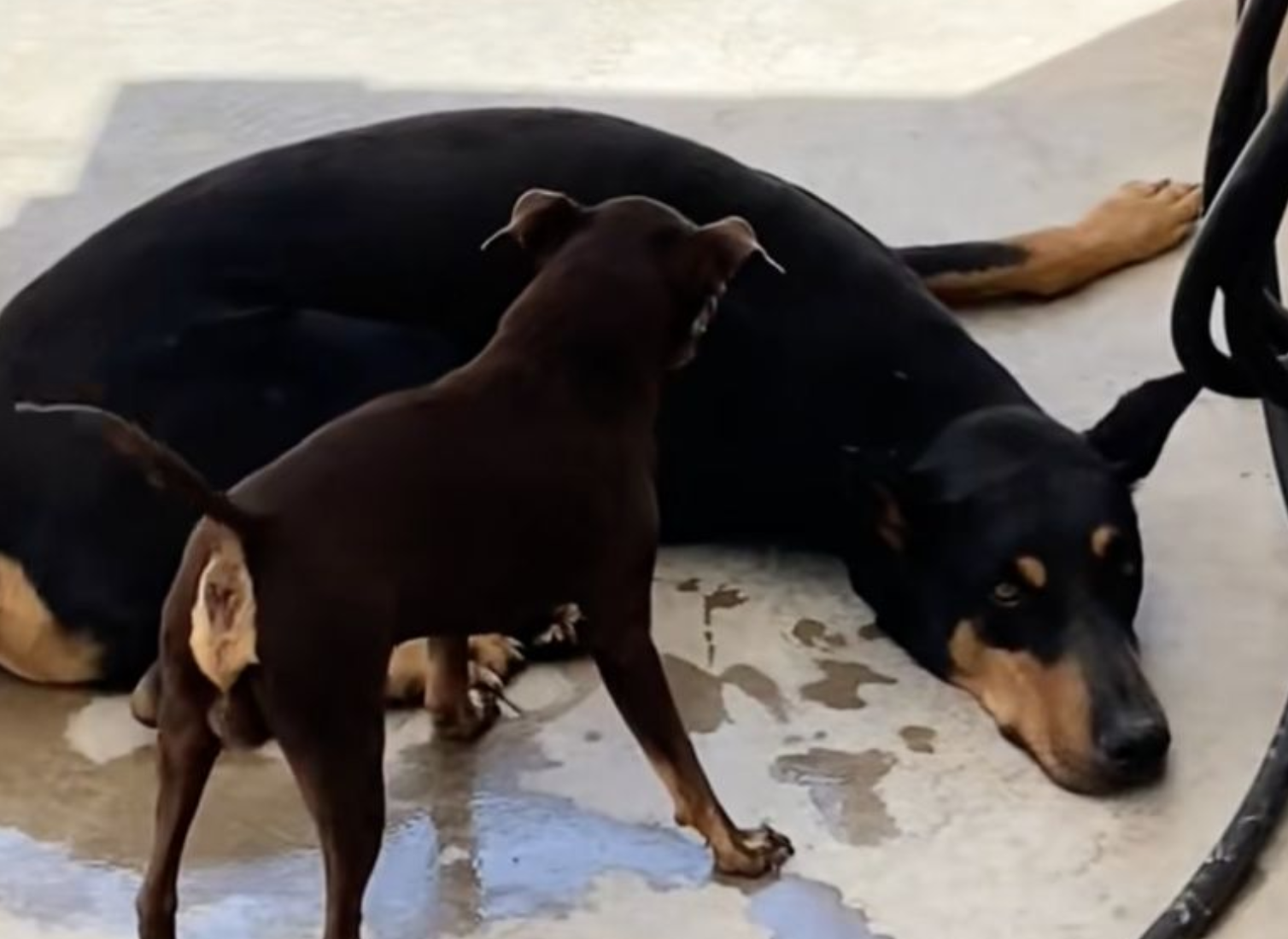 El profundo aullido de tristeza: ¿Sienten los perros la muerte de sus amigos?