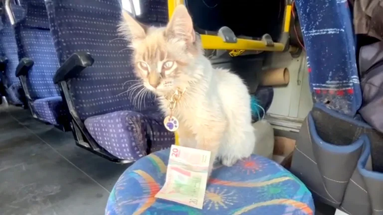 El robo de Zafiro: La desesperación del chofer de Los Morados en Puebla