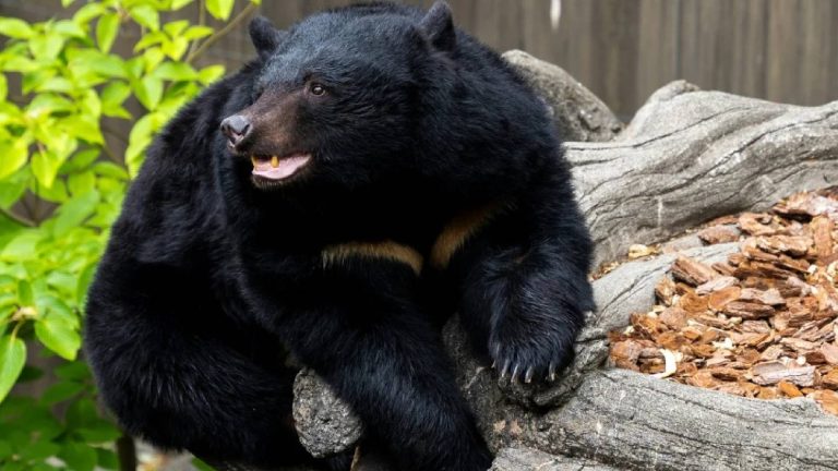 Excursión escolar termina en horror: oso pardo ataca a 11 personas en Canadá