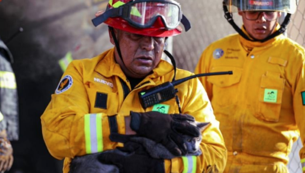 Héroes en Monterrey salvan a cinco gatitos de un incendio devastador
