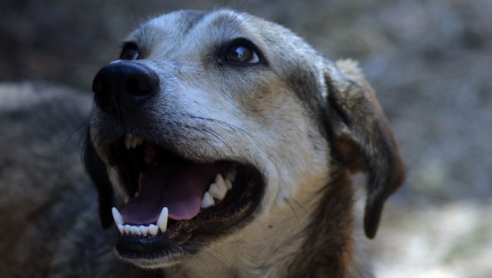 Indignación en Villa García- exigen justicia por el envenenamiento masivo de perros Indignación en Villa García: exigen justicia por el envenenamiento masivo de perros