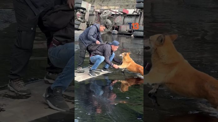 La conmovedora unión en Quito para salvar al shiba inu atrapado en alquitrán