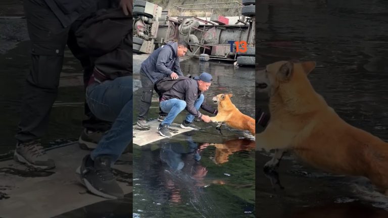 La conmovedora unión en Quito para salvar al shiba inu atrapado en alquitrán