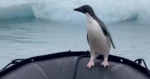 La dramática huida de un pingüino que se salvó de una foca saltando a un barco