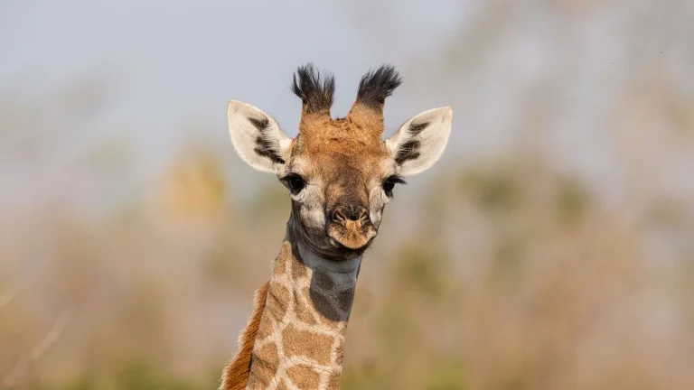 La verdad detrás del viral de jirafas: ¿Deepfake o accidente real?