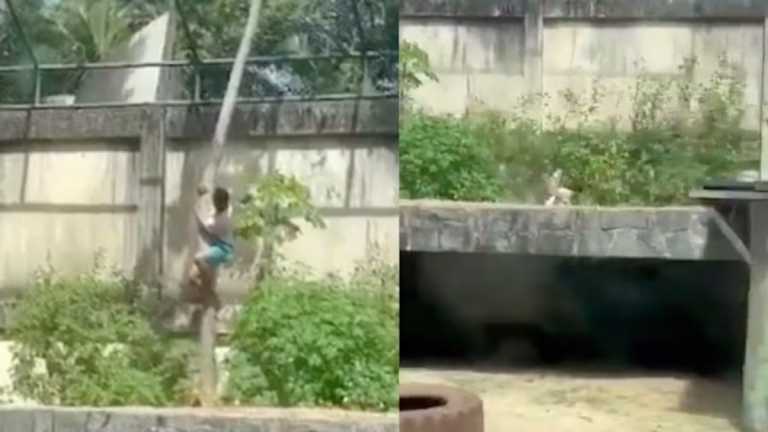 La verdad tras la muerte en el zoológico de Jao Pessoa, Brasil