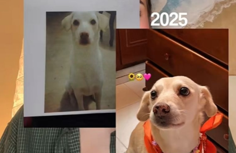 Perrita perdida se reencuentra con su dueña siete años después