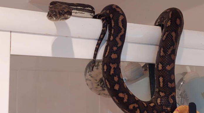 Terror en el baño- hallan pitón gigante de 60 kg en una casa Terror en el baño: hallan pitón gigante de 60 kg en una casa