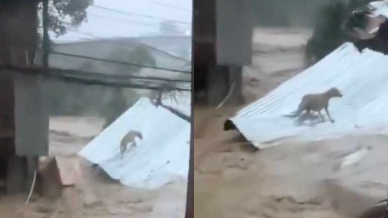 Tifón Kalmaegi: La desesperación del perrito arrastrado en Filipinas