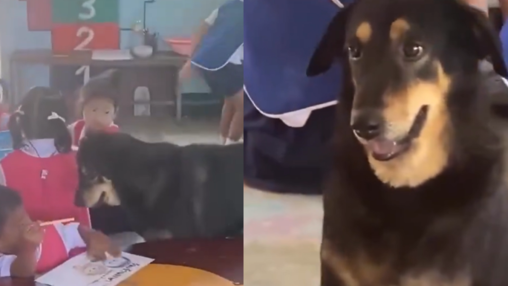 Veterinario lleva perro con depresión a escuela y conmueve a redes