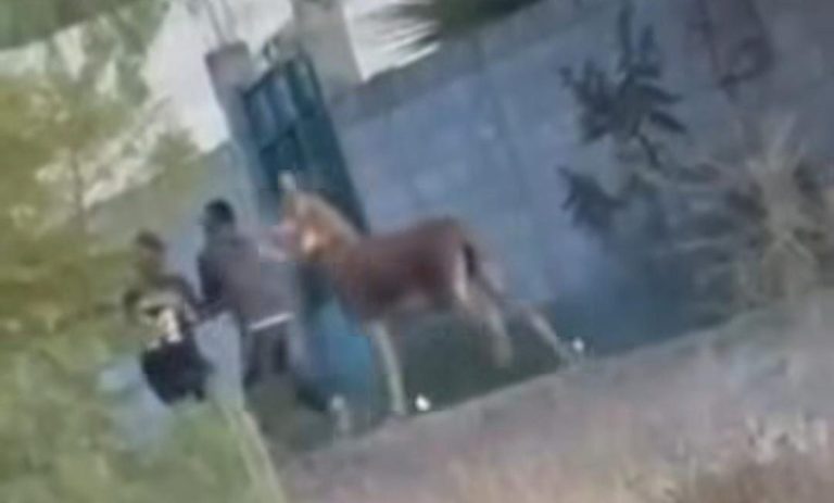 El video que incendió las redes: jóvenes queman burro con pirotecnia en Cadereyta