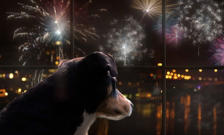 La tragedia de Gales: perro mata a bebé de 9 meses por pánico ante pirotecnia