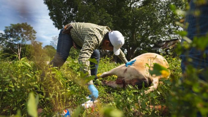 Yucatán activa estrategia sanitaria preventiva ante riesgo del gusano barrenador