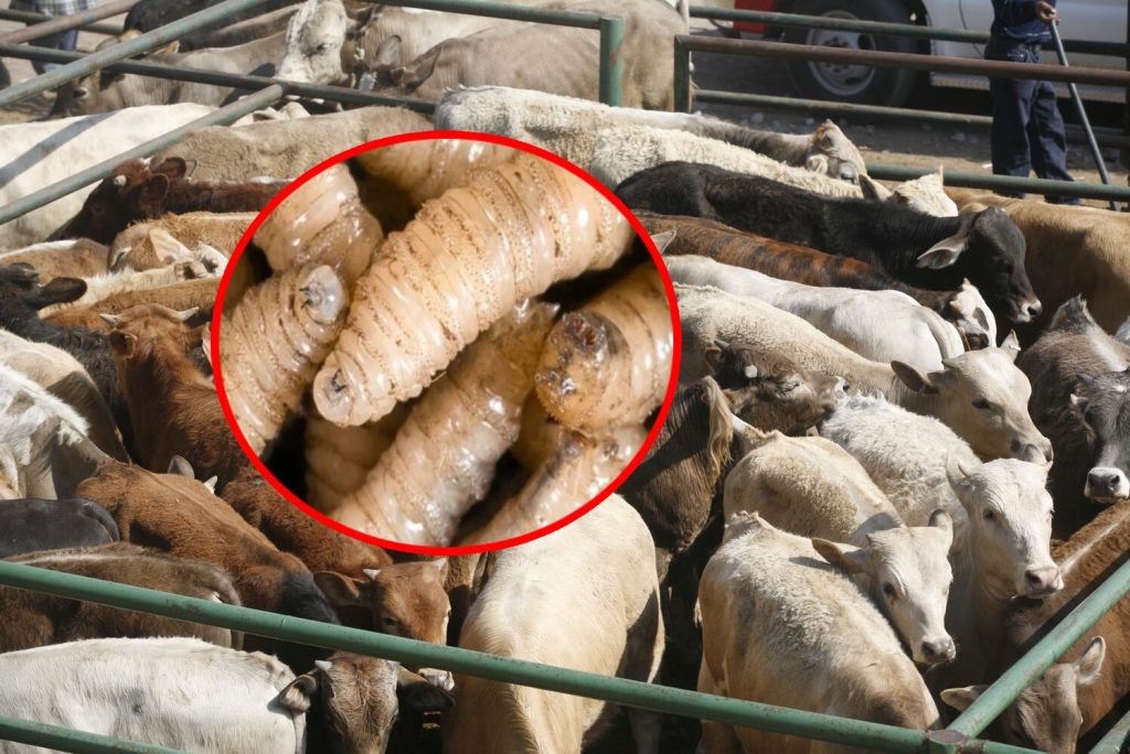 La plaga que aterra al norte ganadero: México expande alerta nacional contra el gusano barrenador
