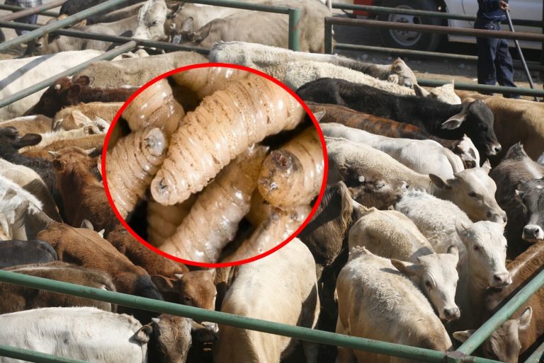 La plaga que aterra al norte ganadero: México expande alerta nacional contra el gusano barrenador