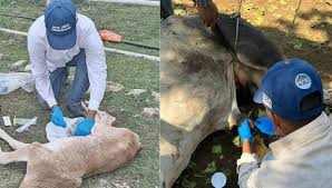 La emergencia silenciosa: el gusano barrenador activa focos rojos en México