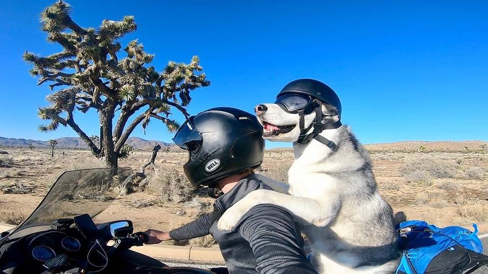 En el corazón de la Sierra Poblana, una tranquila tarde se vio interrumpida por el suave rugido de una motocicleta. La inusual escena que se desarrolló en la plaza principal de Chignahuapan, México, trascendió lo cotidiano, revelando una historia de camaradería que rápidamente se convirtió en un fenómeno viral. El protagonista: un perrito motociclista viral Puebla con un outfit de estrella. El fenómeno viral del perrito motociclista La maravillosa escena, capturada en video y difundida el 11 de diciembre de 2025 a través de redes sociales, muestra cómo un perro de pelaje negro, cuya raza y edad permanecen indeterminadas, viajaba cómodamente posicionado frente a su dueño en una motocicleta. Aunque el simple hecho de que una mascota viaje en moto ya es poco común, lo que realmente motivó a la multitud a sacar sus teléfonos para grabar fue el increíble outfit que lucía el copiloto canino: Accesorios: El perro viajaba usando gafas y sombrero. Ubicación: El paseo estelar ocurrió en el centro de la ciudad de Chignahuapan, en el estado de Puebla. Reacción: El atuendo le valió el aplauso de todos los presentes, robándose el corazón del público. La cuenta de Qué Poca Madre difundió el video, señalando que lo captado eran "cosas de mi México mágico". Hasta el momento, se desconoce la identidad tanto del sujeto humano como del perrito, aunque el video se ha convertido en un símbolo de "mucho romanticismo por la camaradería de los dos protagonistas de la historia". Chignahuapan, el centro del romanticismo navideño La viralidad de este curioso acompañante se da justo en el momento en que Chignahuapan se convierte en un centro turístico de gran relevancia. El principal motivo es su estatus como La Capital de la Esfera Navideña en México. La ciudad alberga más de 200 talleres dedicados por completo a la elaboración artesanal de esferas de vidrio soplado, atrayendo a miles de visitantes cada temporada. La posibilidad de adquirir adornos de alta calidad directamente de los productores garantiza un mejor precio para los consumidores. Además de las compras artesanales, la ciudad se transforma en una verdadera villa navideña. Los atractivos incluyen: Decoración: El centro histórico presenta cientos de decoraciones monumentales, incluyendo un gigantesco árbol de Navidad. Arquitectura: El icónico kiosco mudéjar es parte del escenario. Espectáculos: Se ofrecen espectáculos de luces que aprovechan el clima frío de la sierra poblana para crear atmósferas increíbles. Por último, para aquellos con fervor religioso a principios de diciembre, la Basílica de la Inmaculada Concepción exhibe su gigantesca estatua de la Virgen. Así, entre el misticismo, la artesanía y ahora, las apariciones estelares de animales con atuendos, Chignahuapan se posiciona como un destino obligado para visitar esta Navidad.