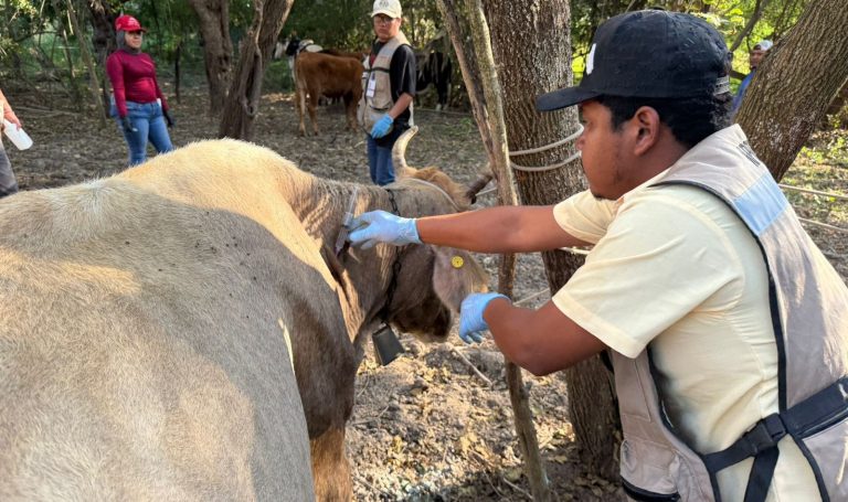 El cerco sanitario por gusano barrenador que estrangula la economía de Tamaulipas