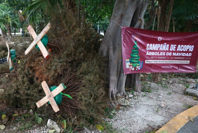 Cancún inicia campaña 2026 de acopio de árboles de Navidad hasta el 14 de febrero