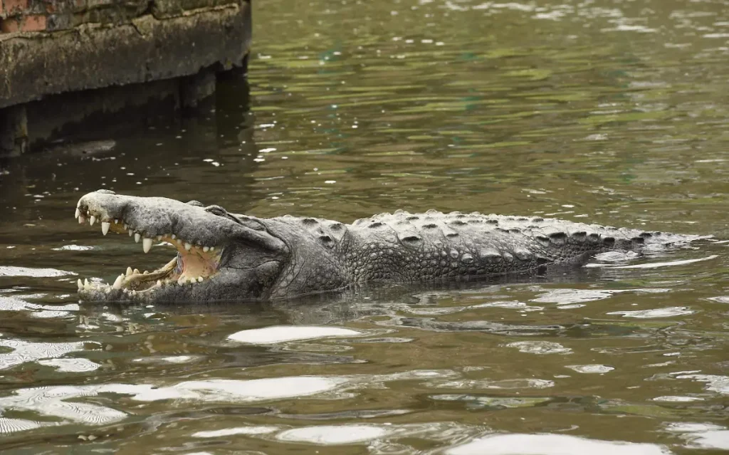 Río Lagartos se prepara: la capacitación crucial para el manejo seguro de cocodrilos