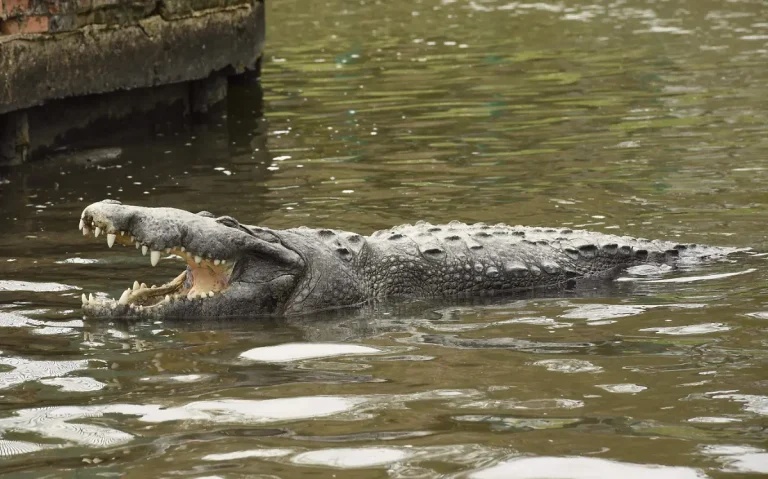 Río Lagartos se prepara: la capacitación crucial para el manejo seguro de cocodrilos