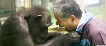 Ai, la chimpancé que dominó más de 100 símbolos chinos, fallece a los 49